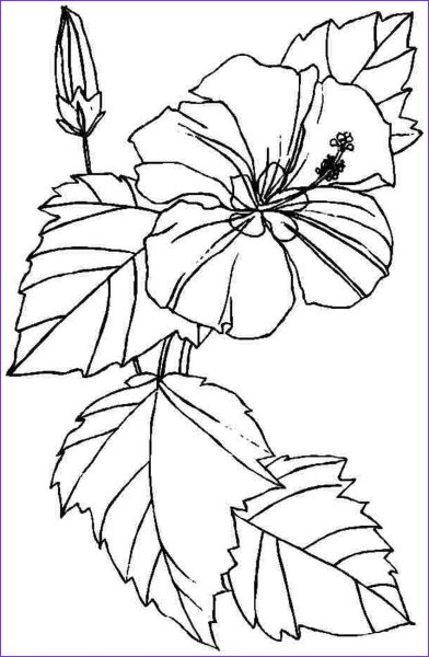 Раскраска осенние цветы для детей