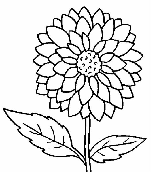 Георгин раскраска для детей