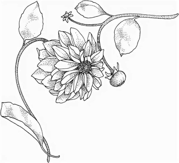 Эскизы цветов для рисования