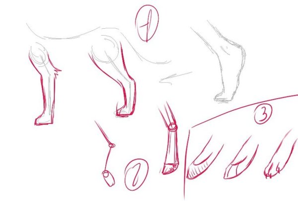 Анатомия лап котов для рисования