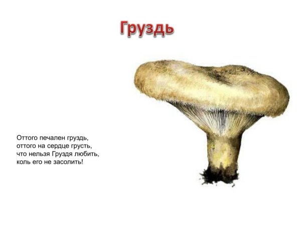 Гриб груздь на белом фоне