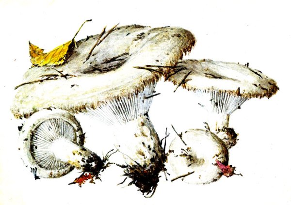 Гриб груздь для детей