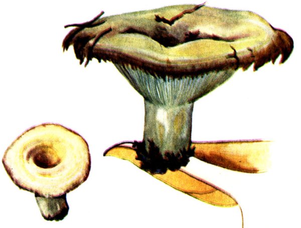 Рисунки грибов груздь