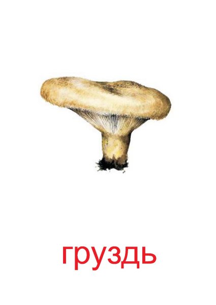 Шляпочные грибы грузди