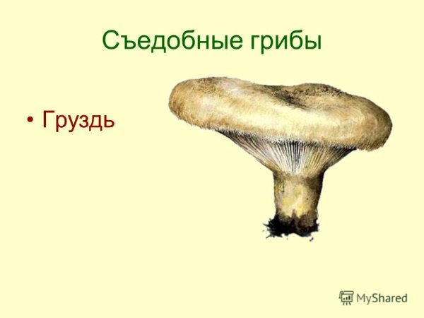 Гриб груздь для детей