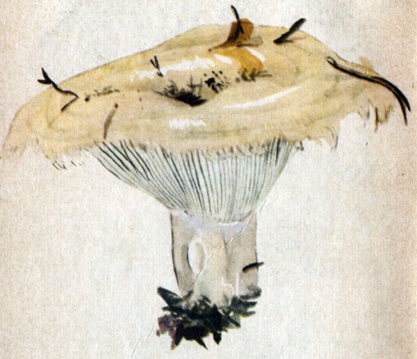 Гриб груздь рисунок для детей