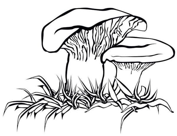 Груздь на белом фоне