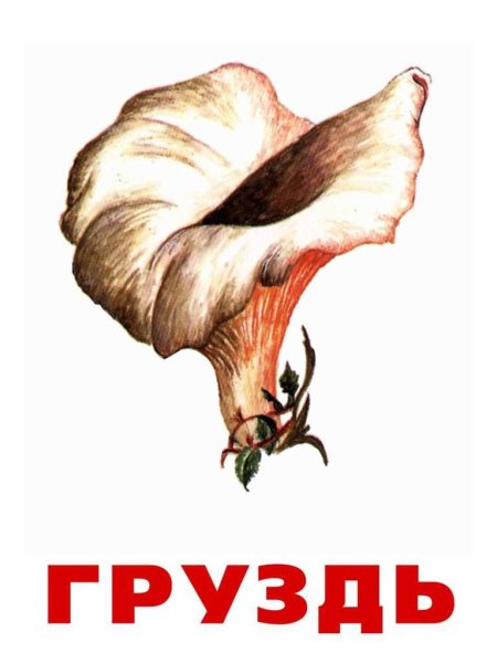 Гриб груздь на белом фоне