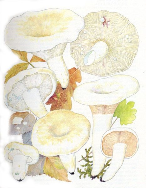 Гриб груздь рисунок для детей