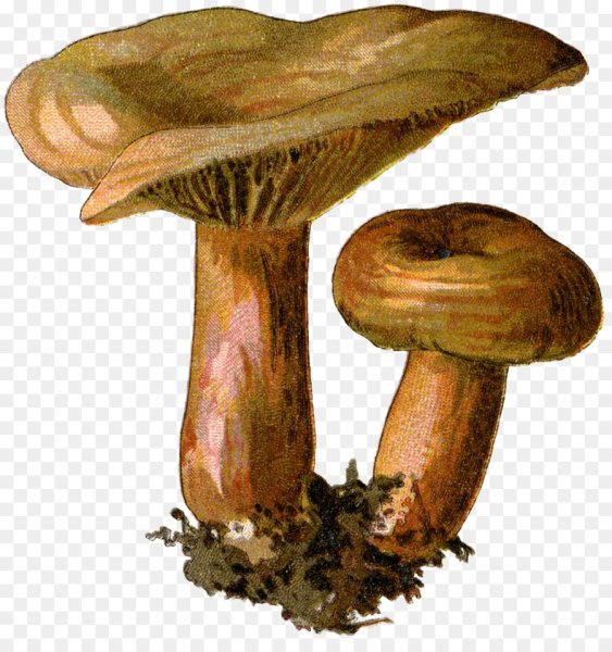 Чернушки гриб белый фон