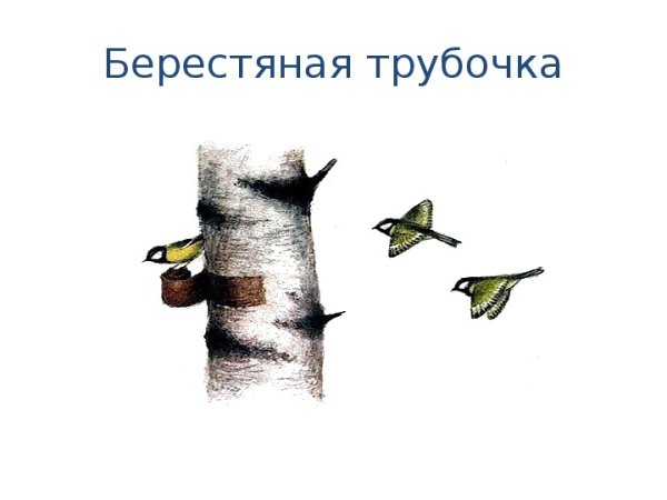 М пришвин берестяная трубочка