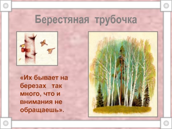 М М пришвин берестяная трубочка