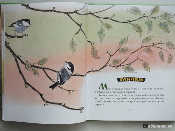 Берестяная трубочка пришвин рисунок