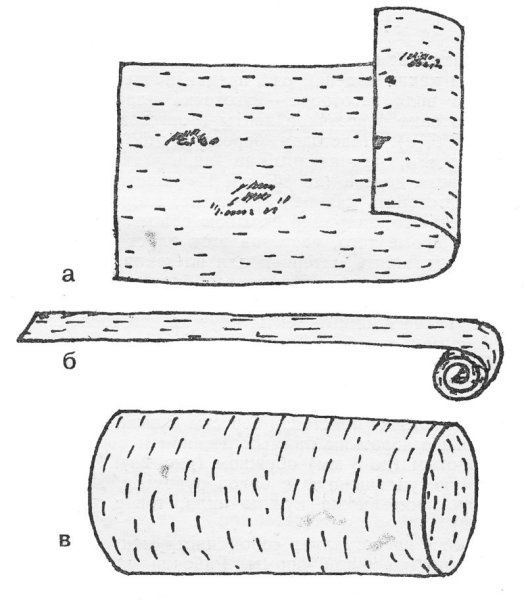 Заготовка бересты лентами