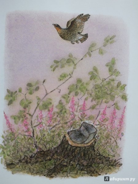 Михаил пришвин берестяная трубочка иллюстрации