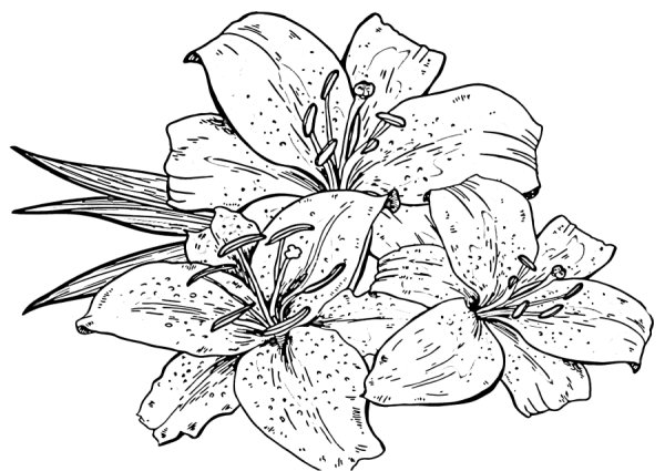 Лилия цветок