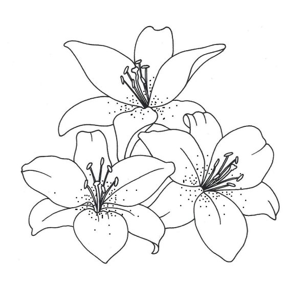 Букет лилии раскраска