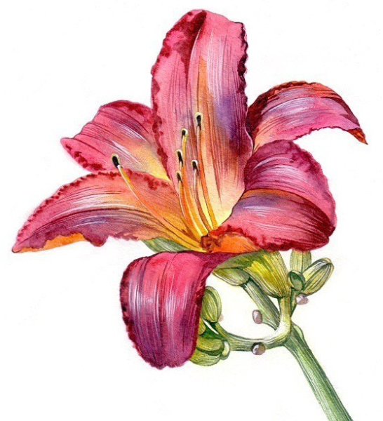 Лилия рисунок