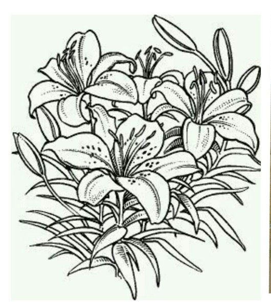 Раскраска цветы лилии