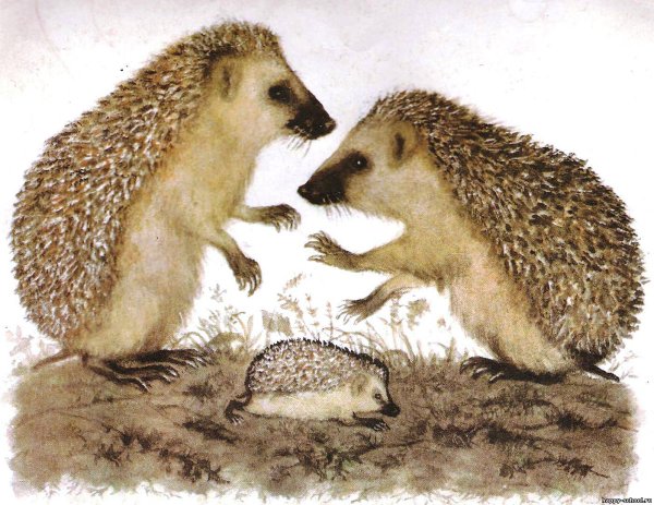 Тихая сказка Маршак иллюстрации