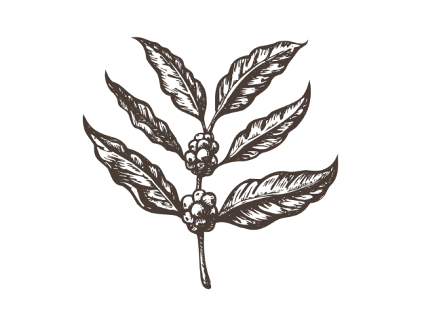 Кофейное дерево