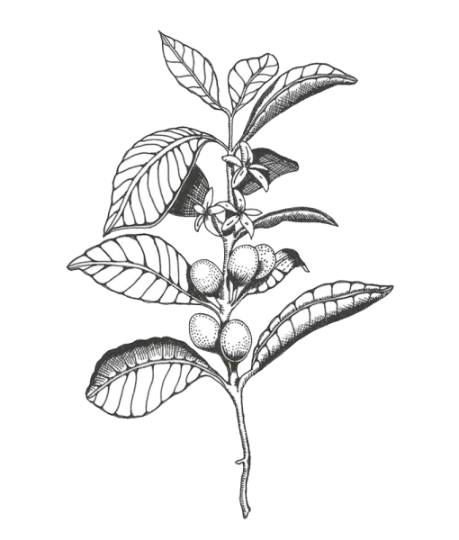 Кофейное дерево