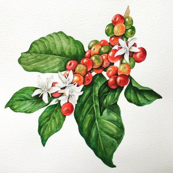 Botanical illustration - Coffee - Coffea Arabica