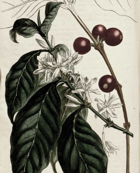 Кофе Аравийский Ботанический рисунок