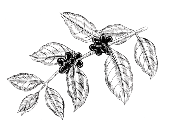 Ветка кофейного дерева