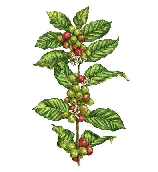 Кофейное дерево