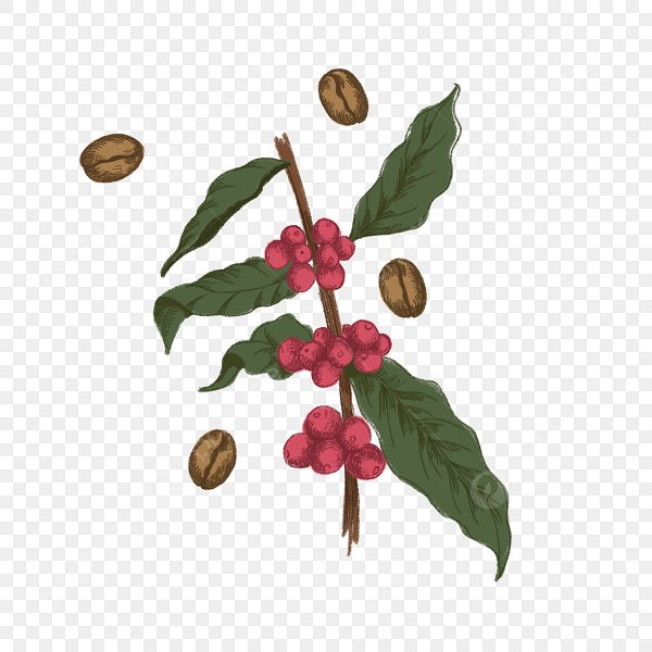 Botanical illustration - Coffee - Coffea Arabica