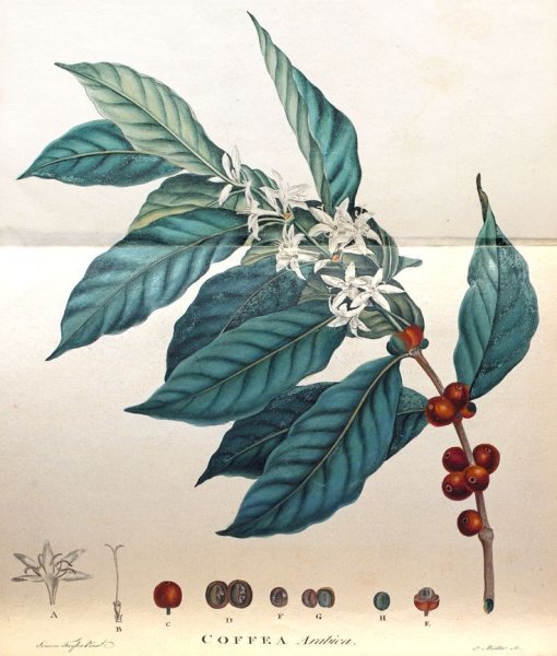 Ветка кофейного дерева гравюра