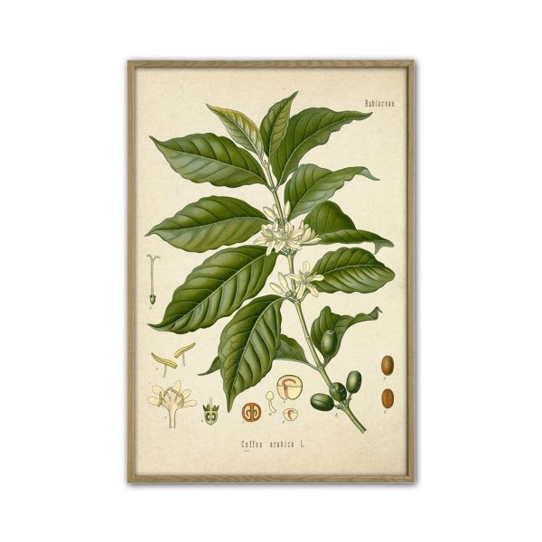 Ягоды кофе рисунок