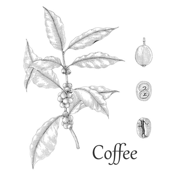 Кофейный куст рисунок