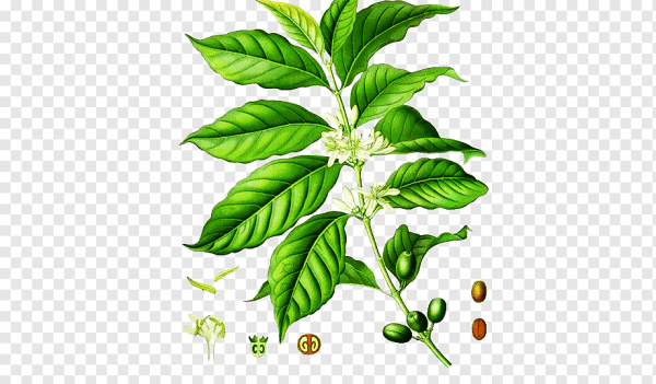 Зерна кофе гравюра