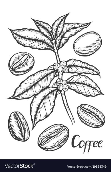 Кофейное дерево Графика