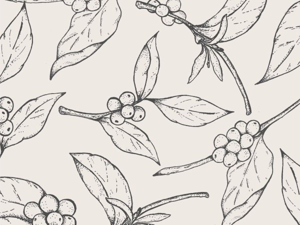 Листья кофе