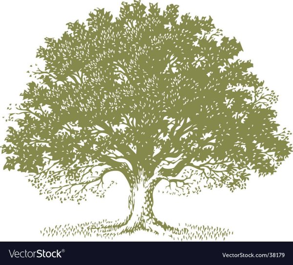 Дерево дуб черно белое