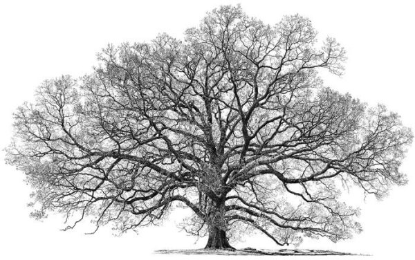 Дерево рисунок