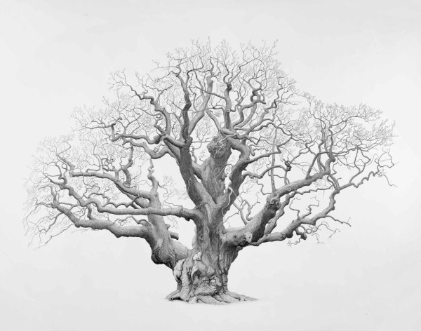 Дуб Пушкина сказочный