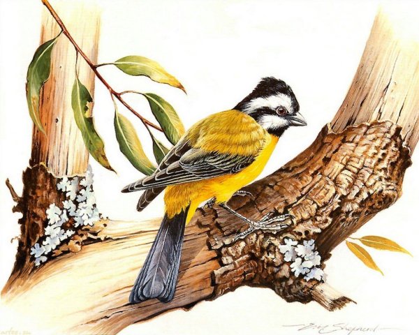 Птица на дереве рисунок