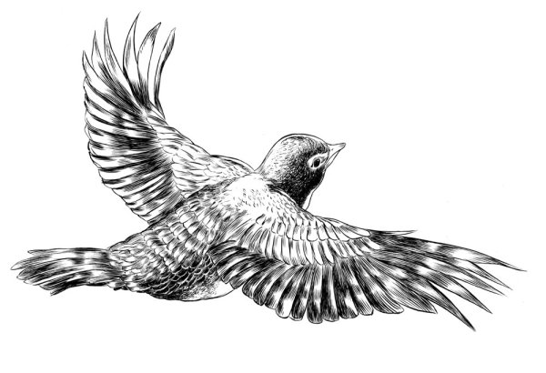 Зарисовки птичек