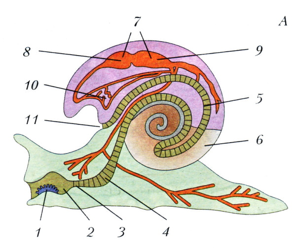 Брюхоногие моллюски строение