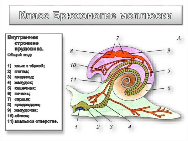 Внутреннее строение брюхоногого моллюска схема