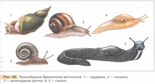 Брюхоногие моллюски прудовик Виноградная улитка