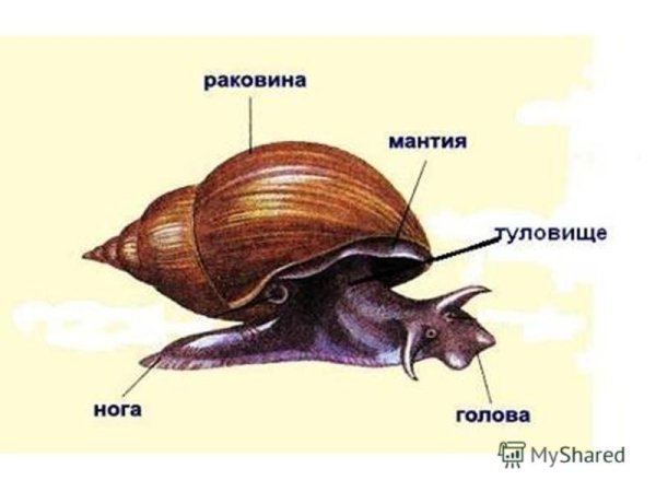 Малый прудовик строение