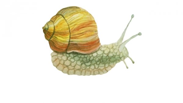 3) Брюхоногие моллюски