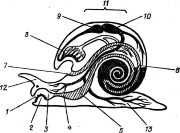 Брюхоногие моллюски строение