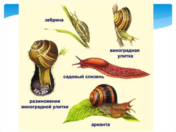 Брюхоногие моллюски (наземные)