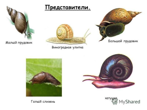 Большой прудовик и малый прудовик